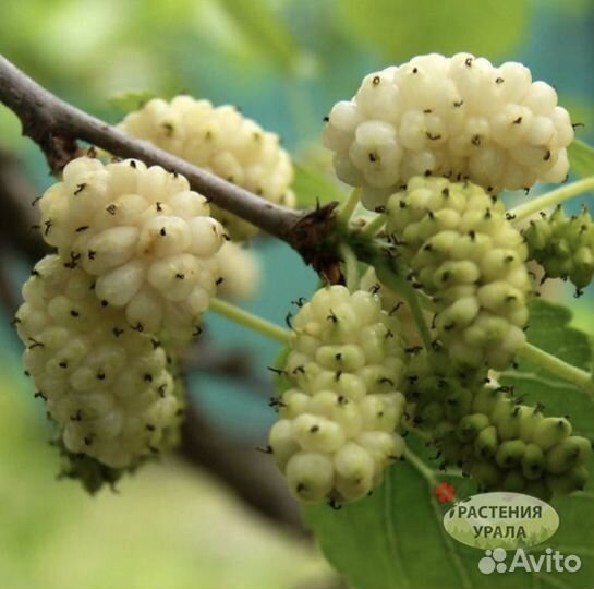 Саженцы шелковицы 140см