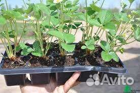 Рассада ремонтантной клубники