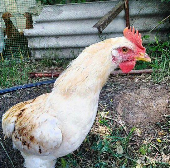 Петухи молодые