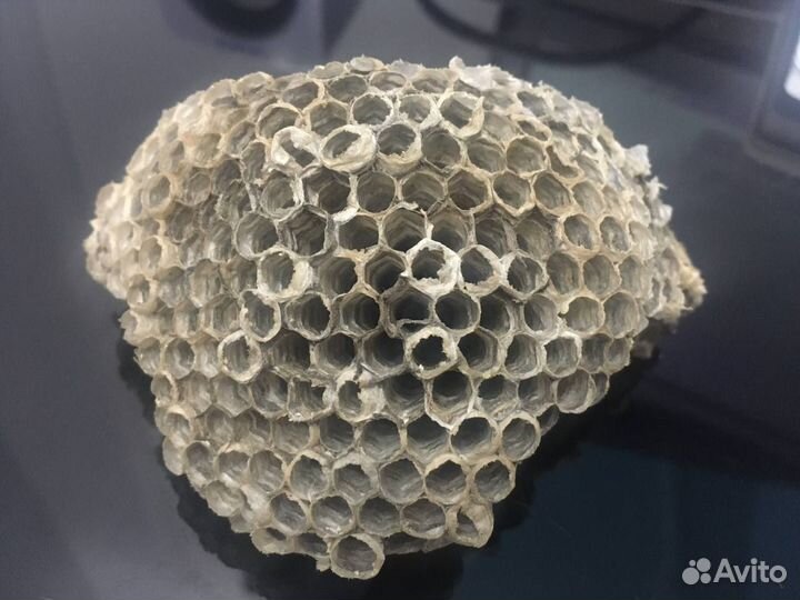 Осиное гнездо