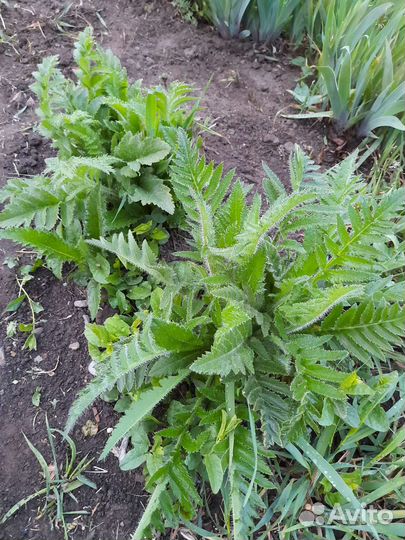 Цветы многолетние