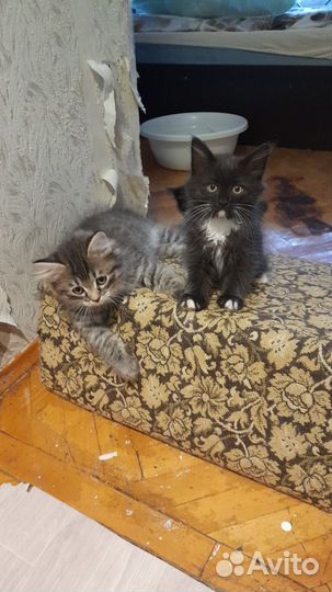 В добрые руки бесплатно