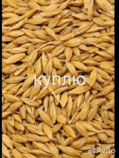 Зерно ячмень