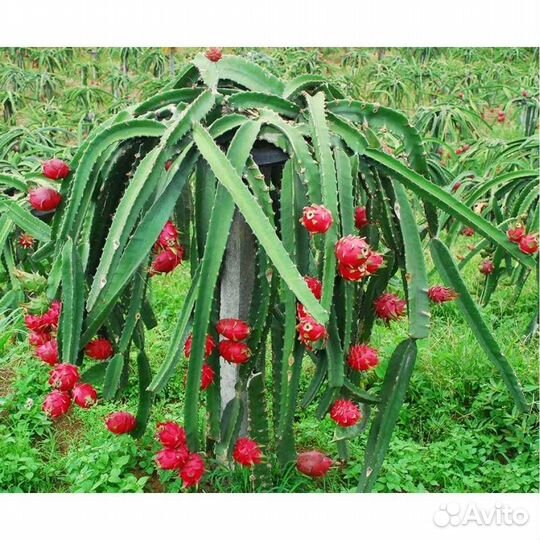 Кактус Питахайя (драконий фрукт)