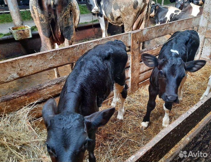 Бычки телята