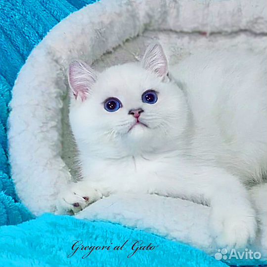 Британская шиншилла элитные клубные котята