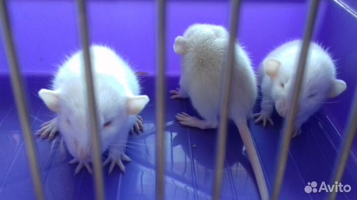 Крысята Дамбо. Крысы персиковые и белые