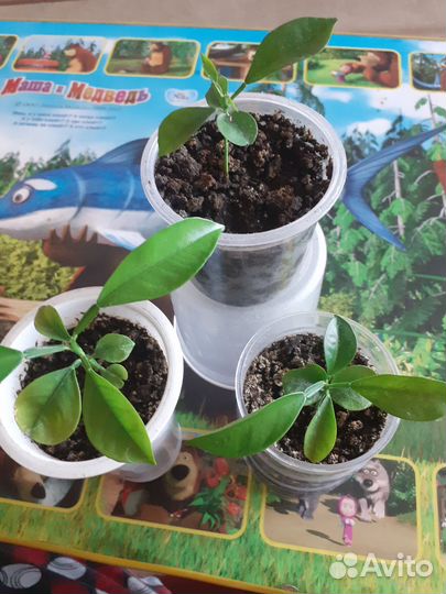 Цитрусовые растения-уже не детки