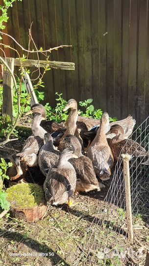 Утята от криковой подсадной утки