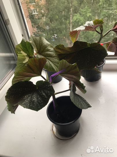 Бегония Люцерна