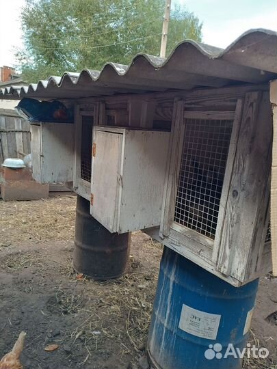 Кролики мясных пород