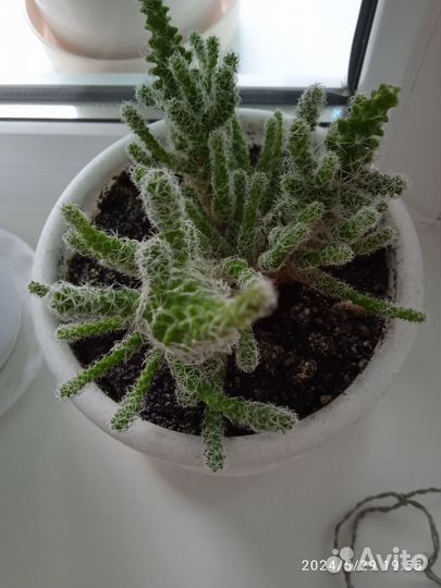 Кактусы редкие