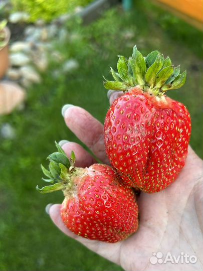 Клубника крупноплодный сорт, чамора туруси