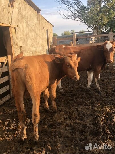 Бычки и телята