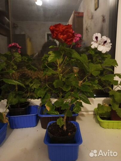 Гибискус китайская роза