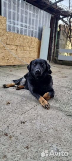 Ротвейлер помесь