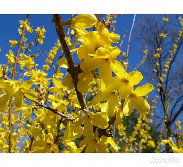 Форзиция саженцы