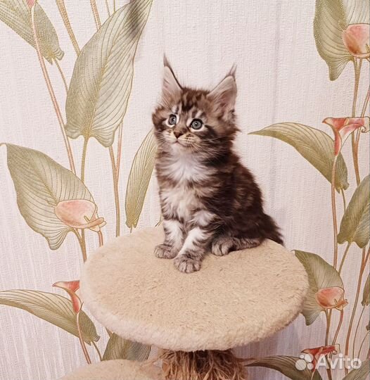 Котята мейн-кун