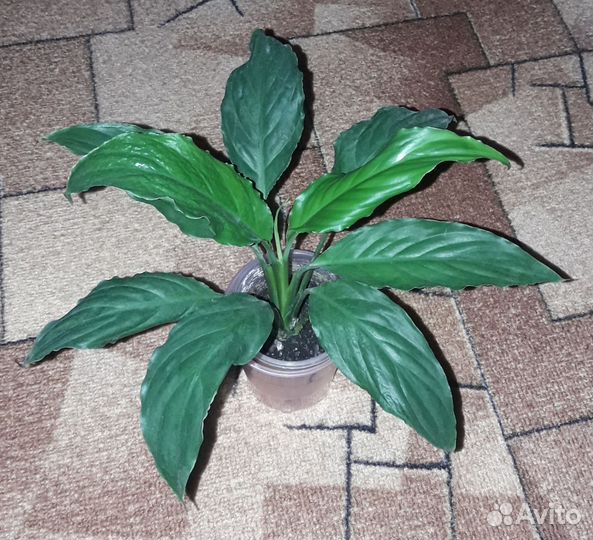 Комнатные Цветы Обмен