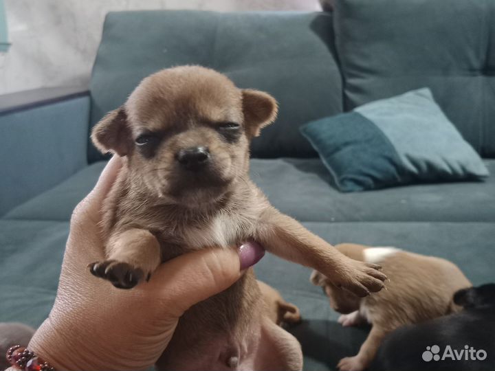 Щенки чихуахуа