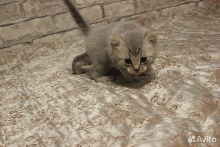 Прелестные котята в добрые руки