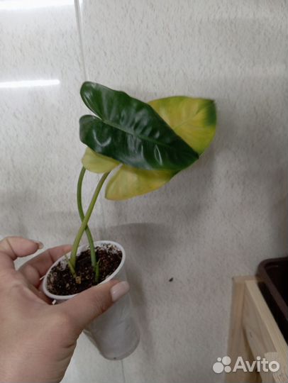 Филодендрон