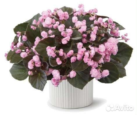 Бегония вечноцветущая махровая