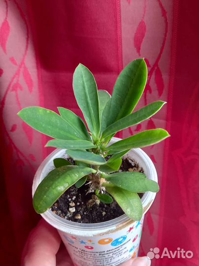 Комнатные растения