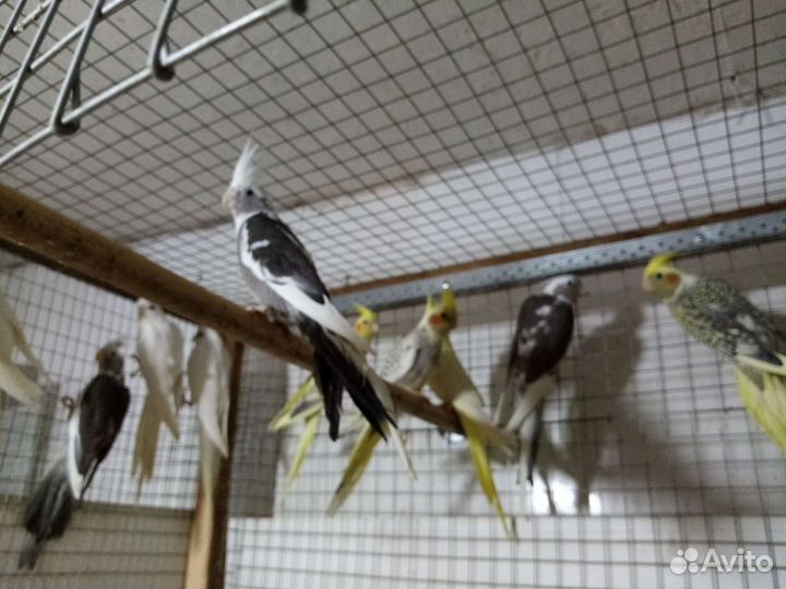 Корелла безщекая