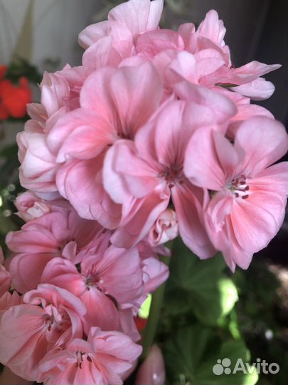 Пеларгония розебудная королевская разные на срез