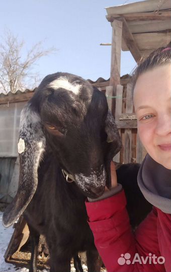 Литровая банка молоко козье англонубийское