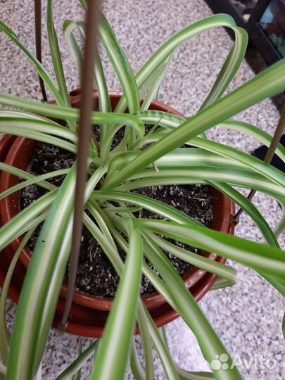 Хлорофитум