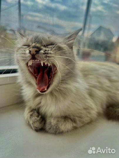 Кошки