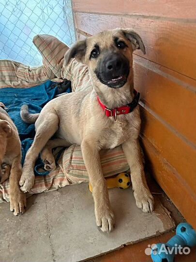 Две девчушки-красотушки и храбрый братик