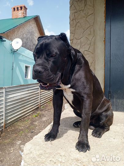 Кане Корсо вязка