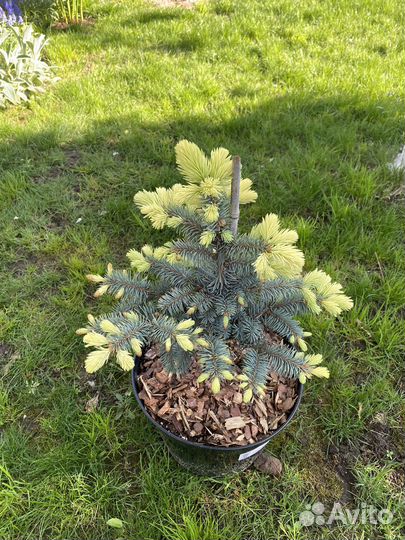 Ель Биалобок (Bialobok)