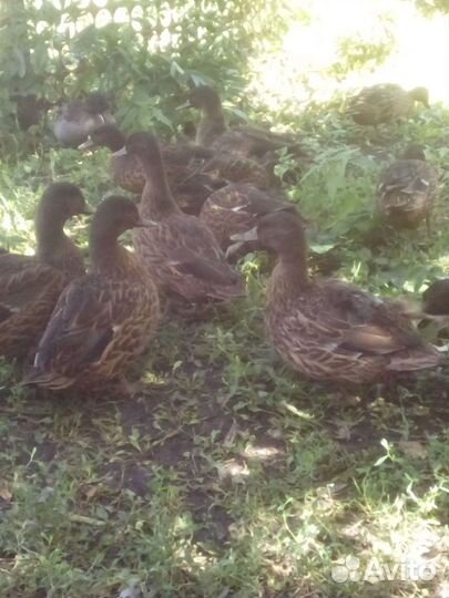 Подсадные утки чубарые