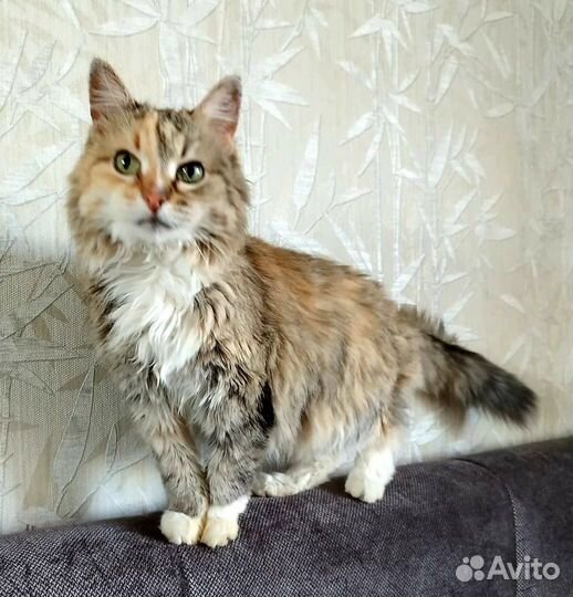 После смерти хозяина кошка стала никому не нужна