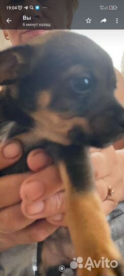 Щенки мини той терьера