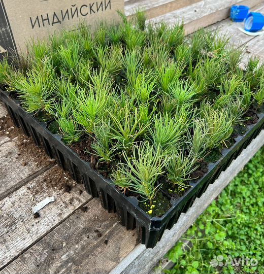 Горная сосна Пумилио и Мугус зкс сеянцы в кассетах