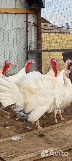 Инкубационное яйцо индейки