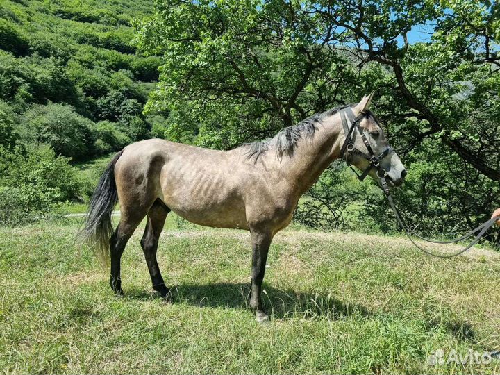 Лошадь жеребец