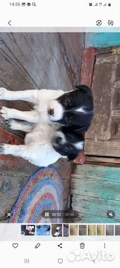 Отдам бесплатно в добрые руки