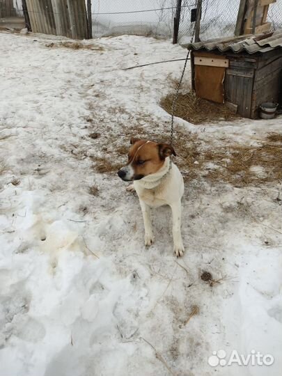 Отдам в хорошие добрые руки