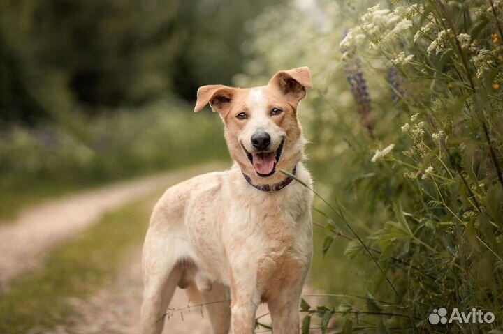 Умный красивый харАктерный пёс ищет семью