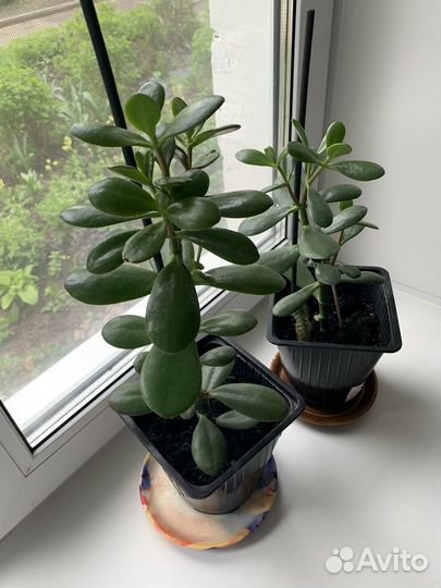 Толстянка (денежное дерево)