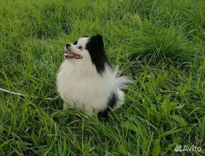 Шпица для вязки