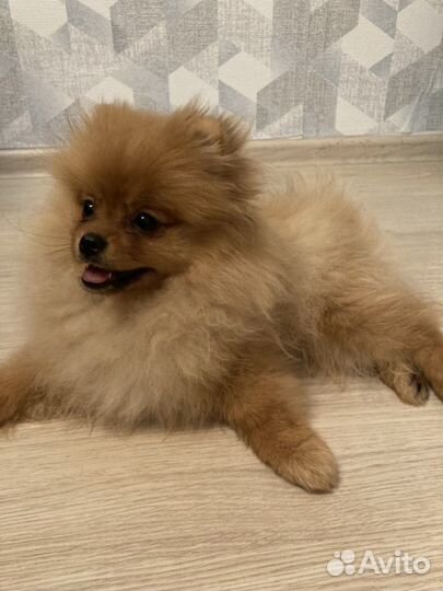 Шпиц мини щенок