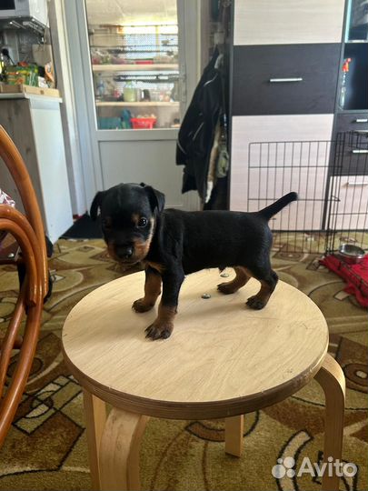 Щенки ягдтерьера