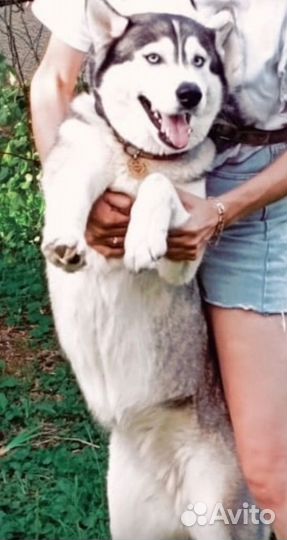 Сибирский хаски в добрые руки